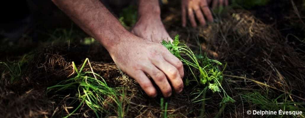 Des mains qui se baladent dans la terre