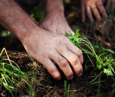 Des mains qui se baladent dans la terre