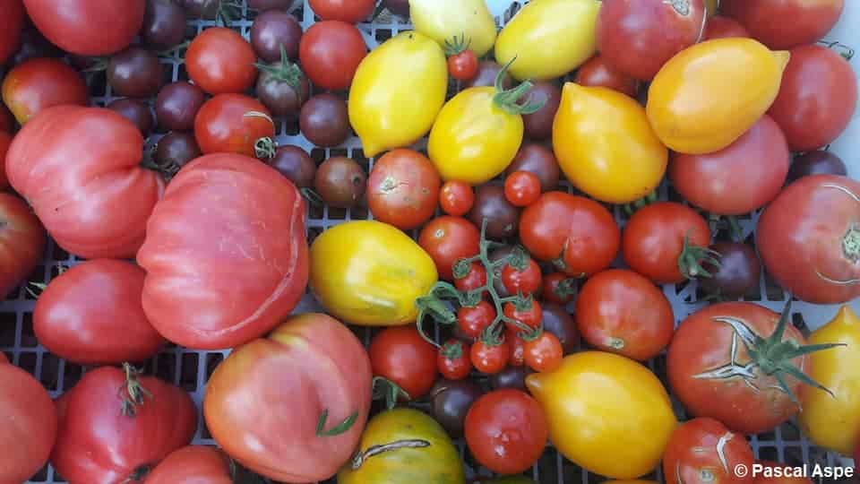 Plusieurs variétés de tomates