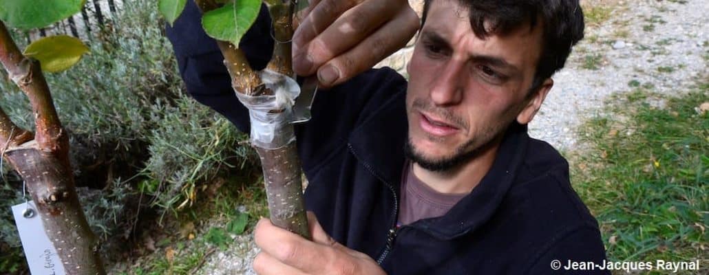 Le jardinier qui libère ses greffes de printemps