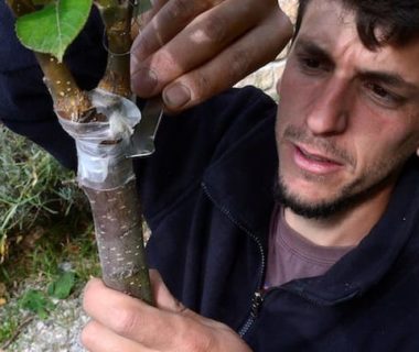 Le jardinier qui libère ses greffes de printemps