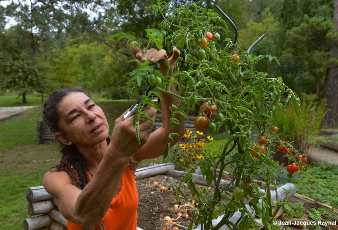 La jardinière taille le haut de ses tomates