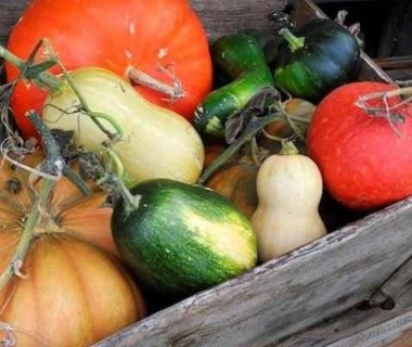 Ensemble de différentes courges dans une brouettes (tailles et couleurs différentes)