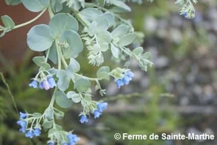 Gros plan sur des fleurs de mertensia maritima (plante huître)