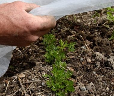 Une main tenant un voile anti-insectes au-dessus de jeunes plants de carottes