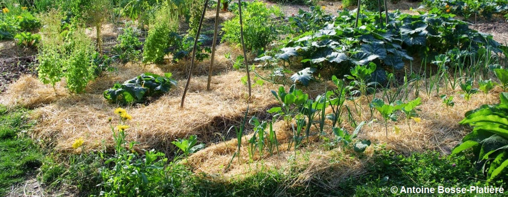 Vue sur le paillage du potager