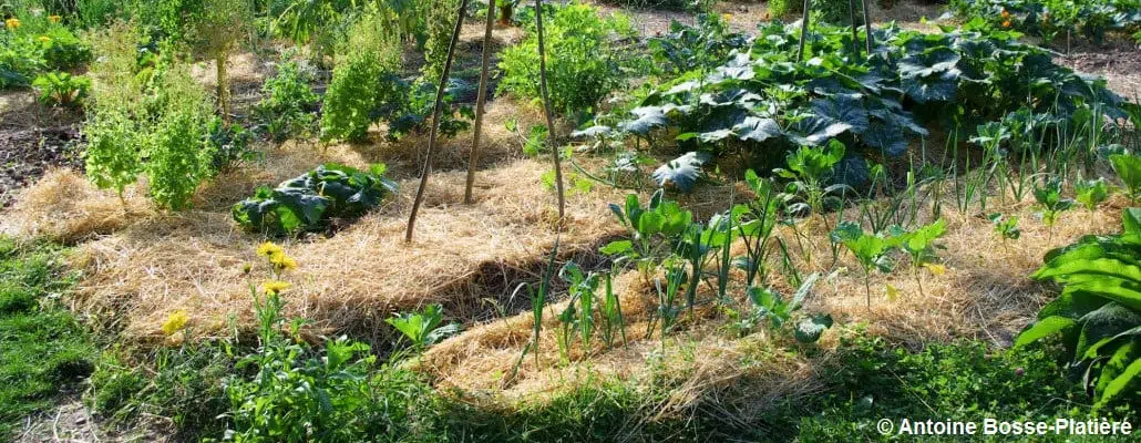 Vue sur le paillage du potager