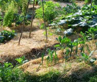 Vue sur le paillage du potager