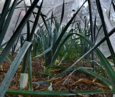 Poireaux sous voile anti-insectes