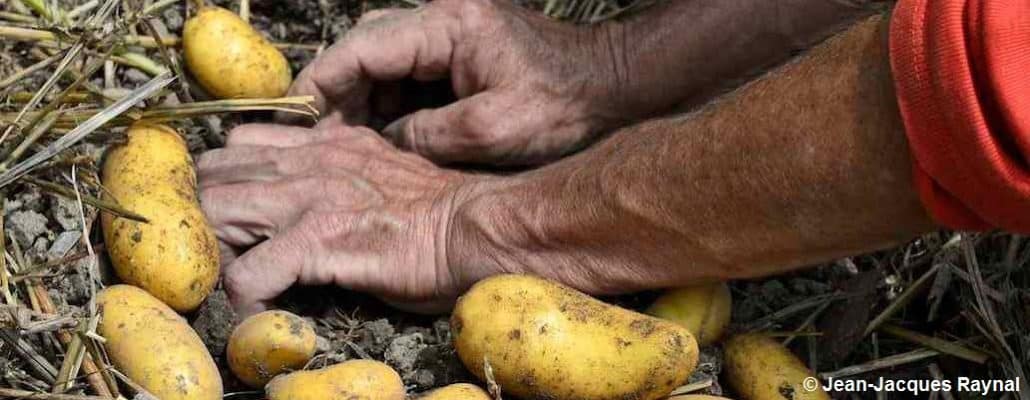 Les mains dans les pommes de terre