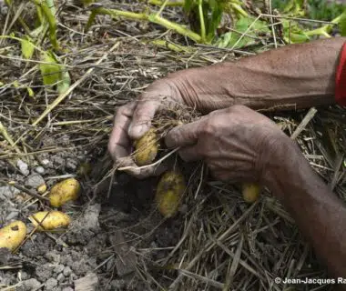 Les mains dans les pommes de terre
