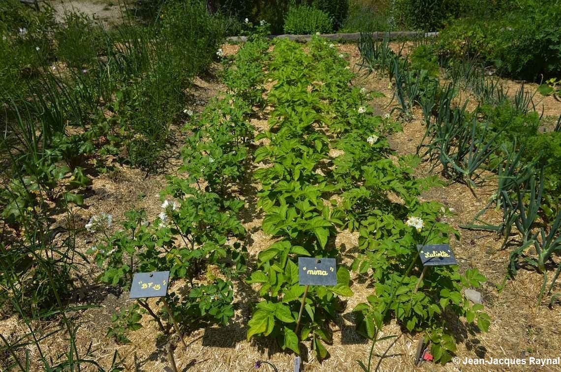 Un potager avec différentes lignes de pommes de terre