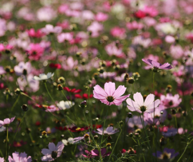 5 fleurs qui favorisent la biodiversité 6