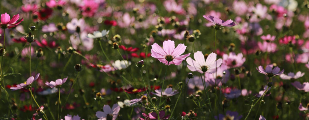 5 fleurs qui favorisent la biodiversité 7