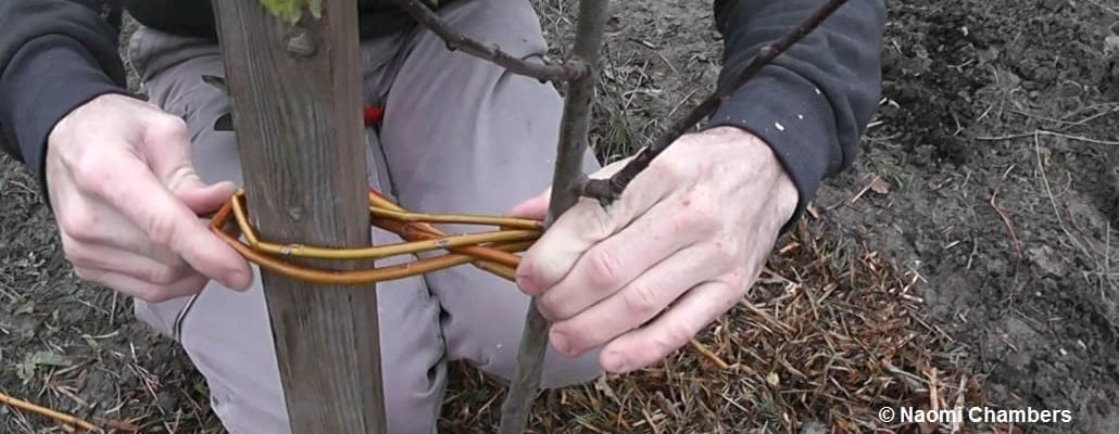 Deux mains entrain de tuteurer un arbre avec un lien végétal