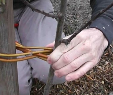 Deux mains entrain de tuteurer un arbre avec un lien végétal