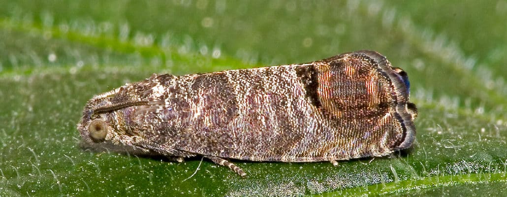 Insecte sur une feuille