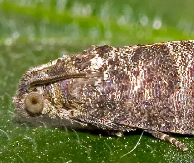 Insecte sur une feuille