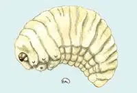 Dessin de larve de bruche blanche