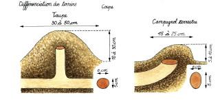 Deux dessins pour reconnaître les galeries du campagnol par rapport à la taupe