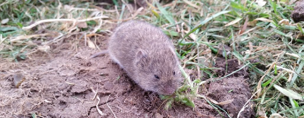 piégeage des taupes  Taupe, Ravageurs du jardin, Piège à taupe