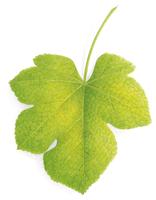 Illustration d'une feuille verte présentant une carence en azote