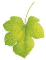 Illustration d'une feuille verte présentant une carence en azote
