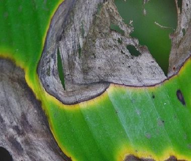 Plante carencée, feuille