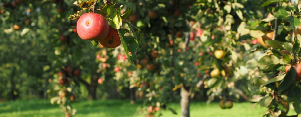 Pommier dans un verger