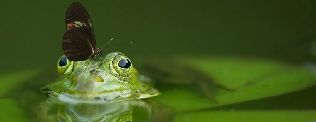 Photo de grenouille et de papillon