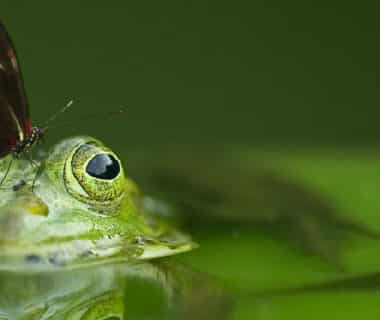 Photo de grenouille et de papillon