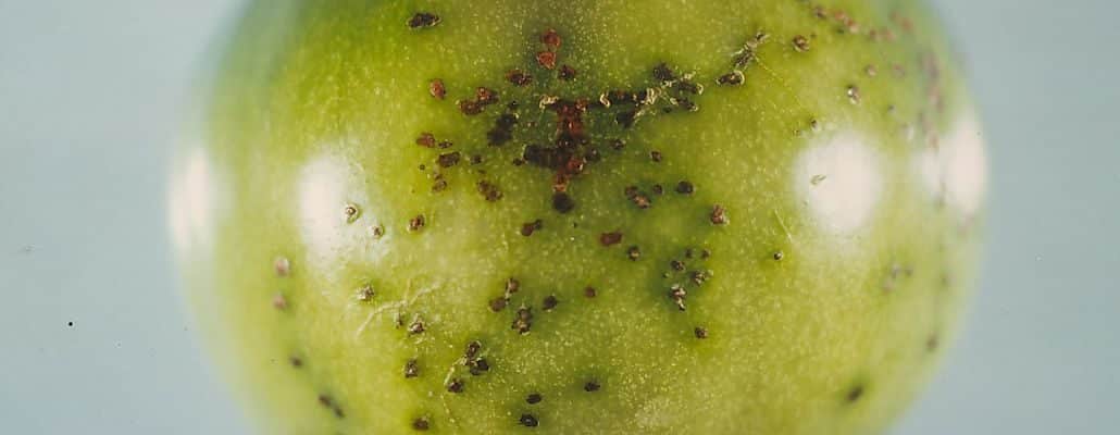 Taches noires sur tomate verte