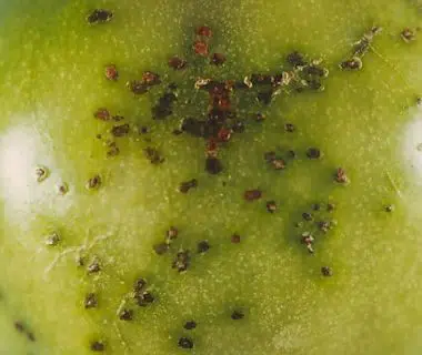 Taches noires sur tomate verte