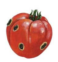 Dessin d'une tomate avec de grosses taches noires