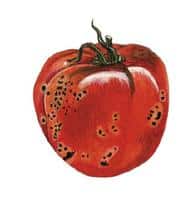 Dessin d'une tomate avec de petites taches noires (moucheture de la tomate)