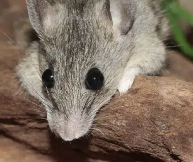 Souris sur une branche