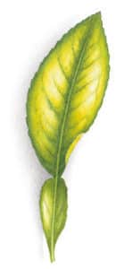Illustration d'une feuille d'agrume qui jaunit car présentant une carence en zinc