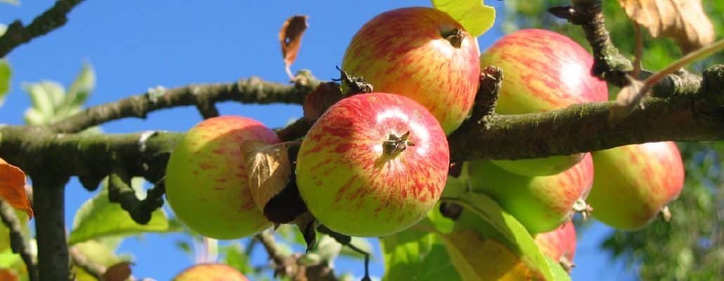 Pommes saines sur un pommier