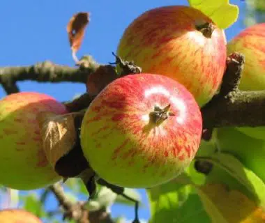 Pommes saines sur un pommier