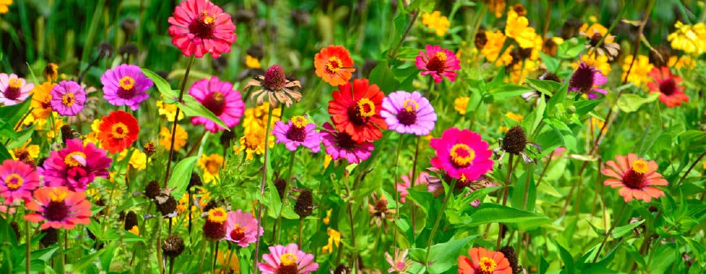 Prairie en fleurs