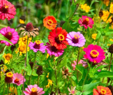 Prairie en fleurs