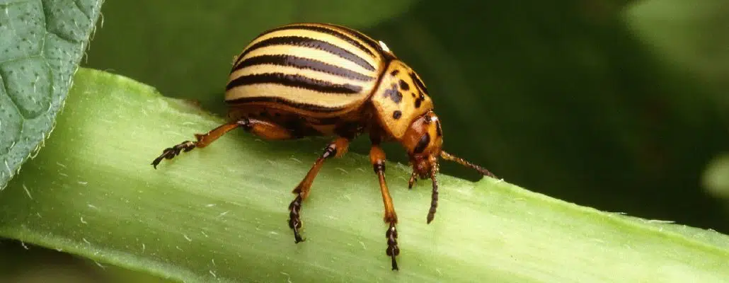 Photo de doryphore adulte
