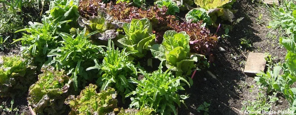 Salades du potager