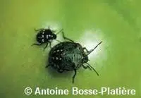Une grosse punaise verte et une plus petite