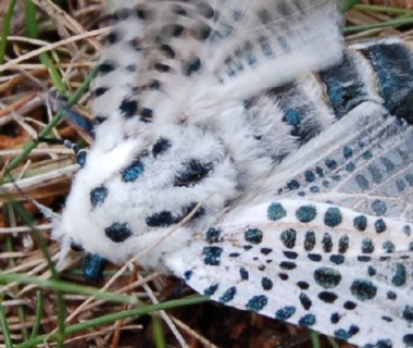 Zeuzère : photo du papillon