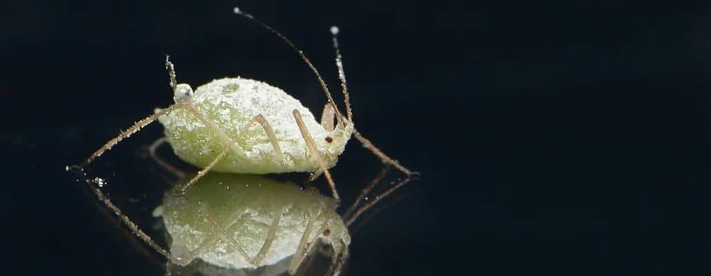 photo d'un puceron blanc