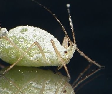 photo d'un puceron blanc