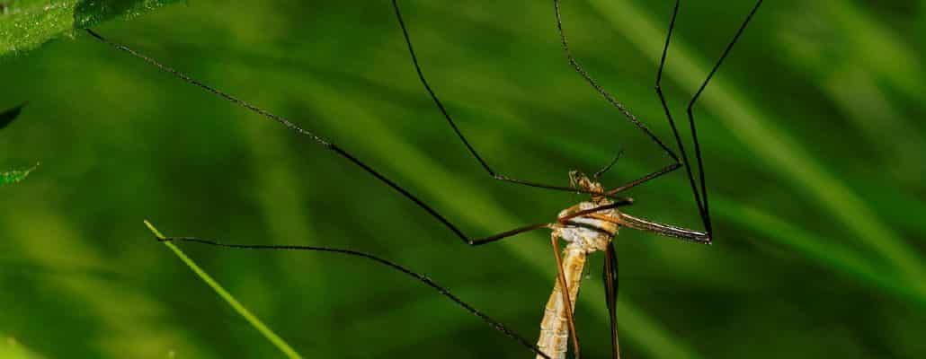 Tipule sur de l'herbe