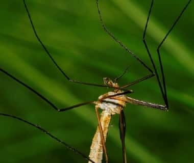 Tipule sur de l'herbe