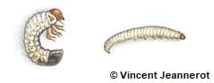 Dessin de deux larves différentes (hanneton et hépiale)